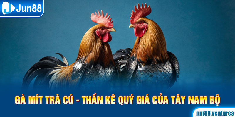 Gà Mít Trà Cú – Thần Kê Quý Giá Của Tây Nam Bộ