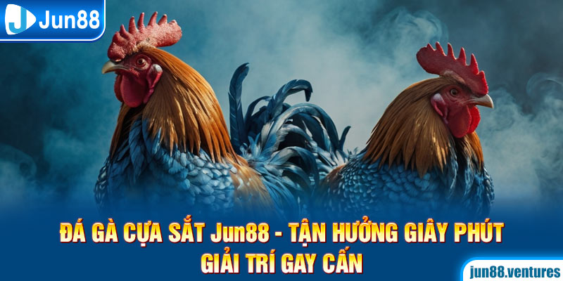 Đá Gà Cựa Sắt Jun88 - Tận Hưởng Giây Phút Giải Trí Gay Cấn