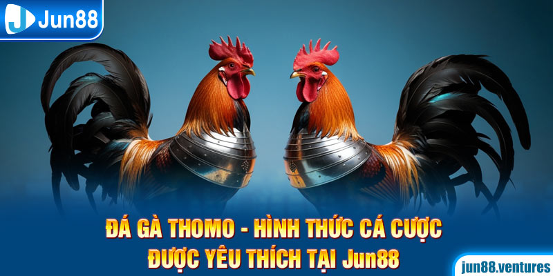 Đá Gà Thomo – Hình Thức Cá Cược Được Yêu Thích Tại Jun88