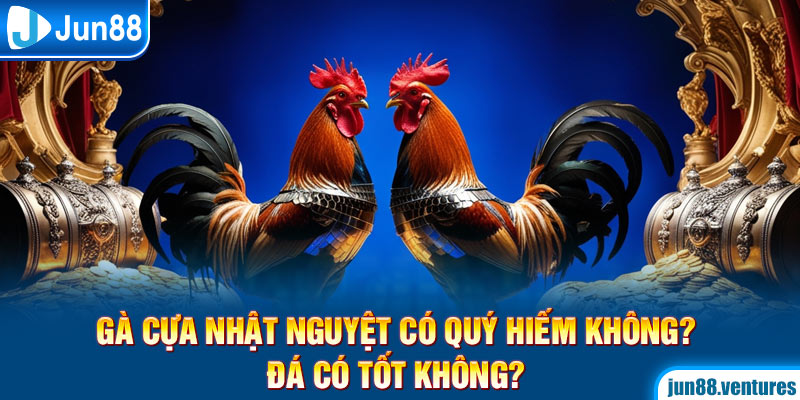 Gà Cựa Nhật Nguyệt Có Quý Hiếm Không? Đá Có Tốt Không?